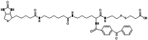 2-{N2-[Nα-Benzoylbenzoicamido-N6-6-biotinamidocaproyl]lysinylamido}ethyl-2’-carboxylethyl Disulfide