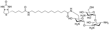 N-Biotinyl-12-aminododecanoyltobramycin Amide