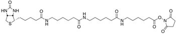 N-Biotinylcaproylaminocaproylaminocaproyl N-Hydroxysuccinimide