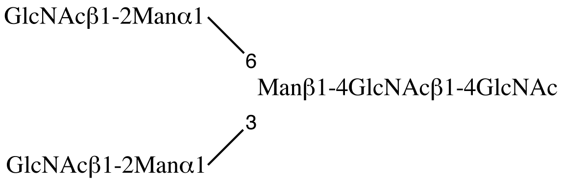 NGA2 Glycan