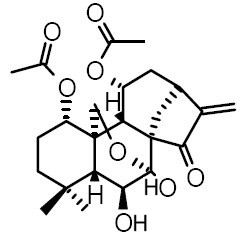 Shikokianin